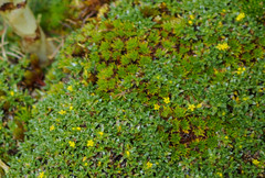 Valeriana aretioides