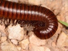 Orthoporus