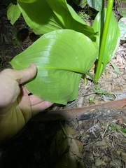 Proiphys cunninghamii