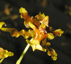 Oncidium lineoligerum