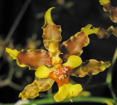 Oncidium lineoligerum