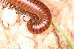 Orthoporus