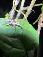 Ancylotropis waterhousei
