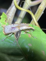 Ancylotropis waterhousei
