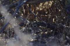 Microcavia australis