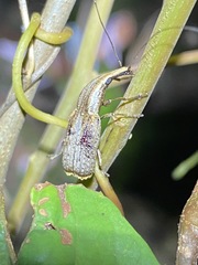Ancylotropis waterhousei