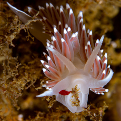 Coryphella