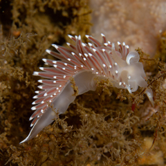 Coryphella