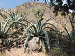 Agave mapisaga