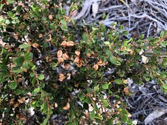 Dodonaea bursariifolia