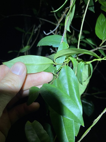 Image of Parsonsia rotata by (c) Greg Tasney, some rights reserved (CC BY-SA)