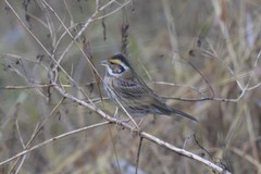 Emberiza chrysophrys