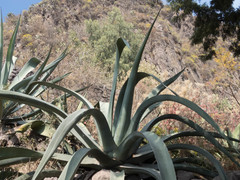Agave mapisaga
