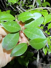 Acronychia pauciflora