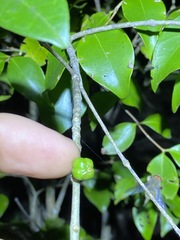 Acronychia pauciflora