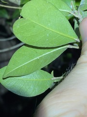 Acronychia pauciflora