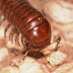 Orthoporus
