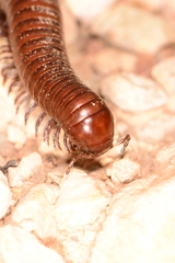 Orthoporus