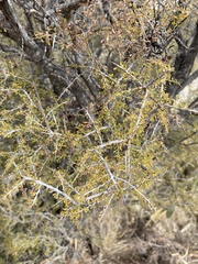 Condalia warnockii