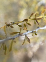 Condalia warnockii