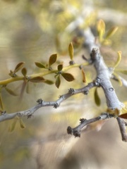 Condalia warnockii