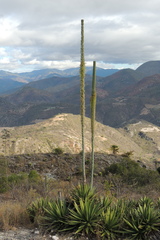 Agave convallis