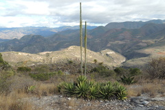 Agave convallis