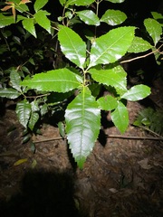 Pseudoweinmannia lachnocarpa