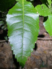 Pseudoweinmannia lachnocarpa