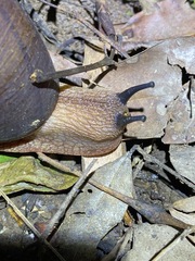 Hedleyella falconeri