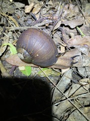 Hedleyella falconeri