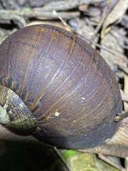 Hedleyella falconeri