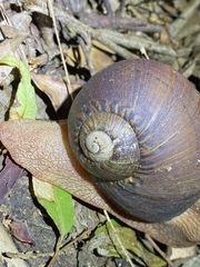 Hedleyella falconeri