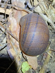 Hedleyella falconeri