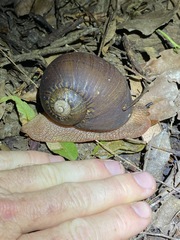 Hedleyella falconeri