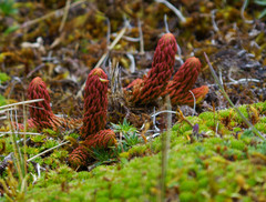 Phlegmariurus crassus