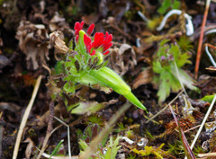 Castilleja nubigena