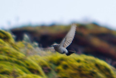 Muscisaxicola alpinus