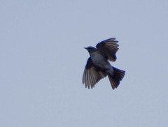 Muscisaxicola alpinus