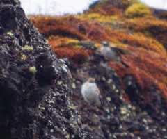 Muscisaxicola alpinus