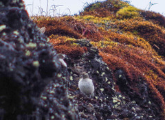 Muscisaxicola alpinus