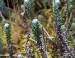 Lasiocephalus ovatus