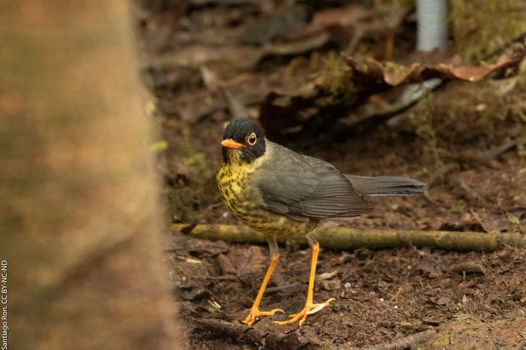 Spotted Nightingale-Thrush (Sclater's)