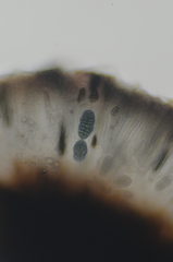 Rhizocarpon geminatum