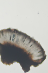 Rhizocarpon geminatum