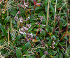 Valeriana adscendens