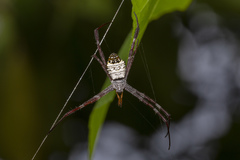 Argiope mangal