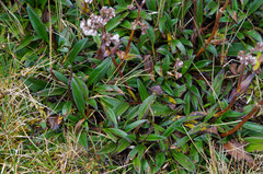 Valeriana adscendens