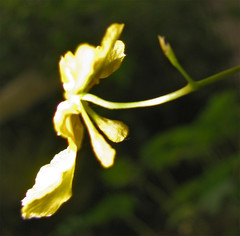 Oncidium klotzscheanum