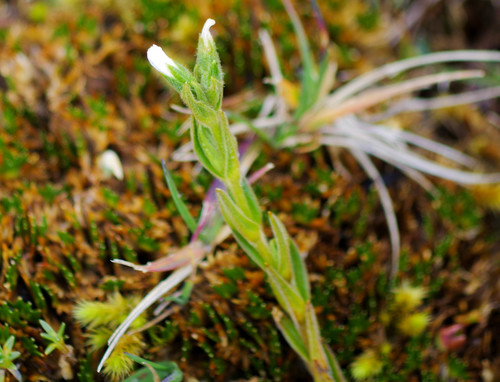Cerastium danguyi